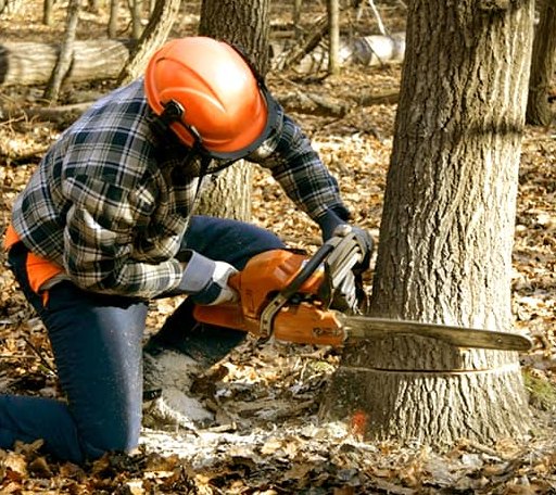 Tree Removal in Silverwood, MI